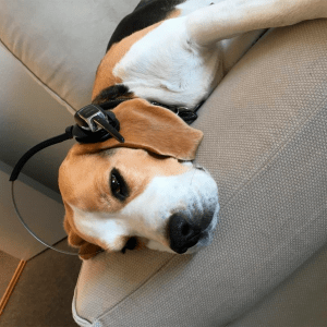 Nuser the company pet